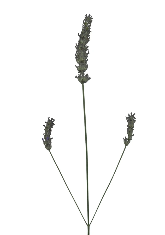 lavandin
