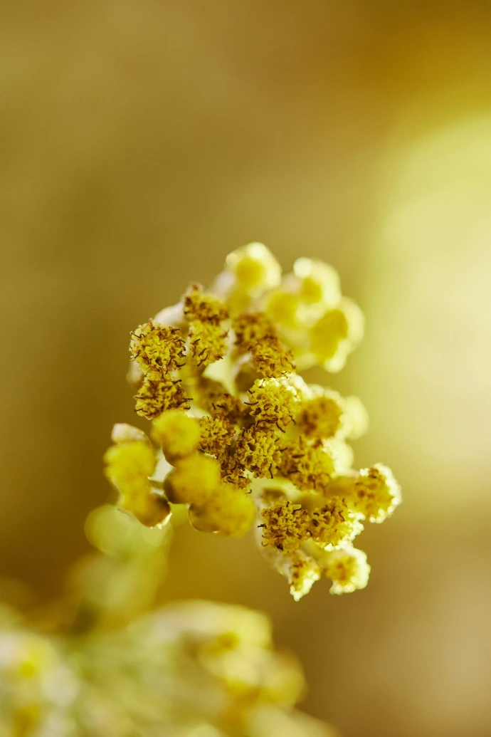 Helichrysum
