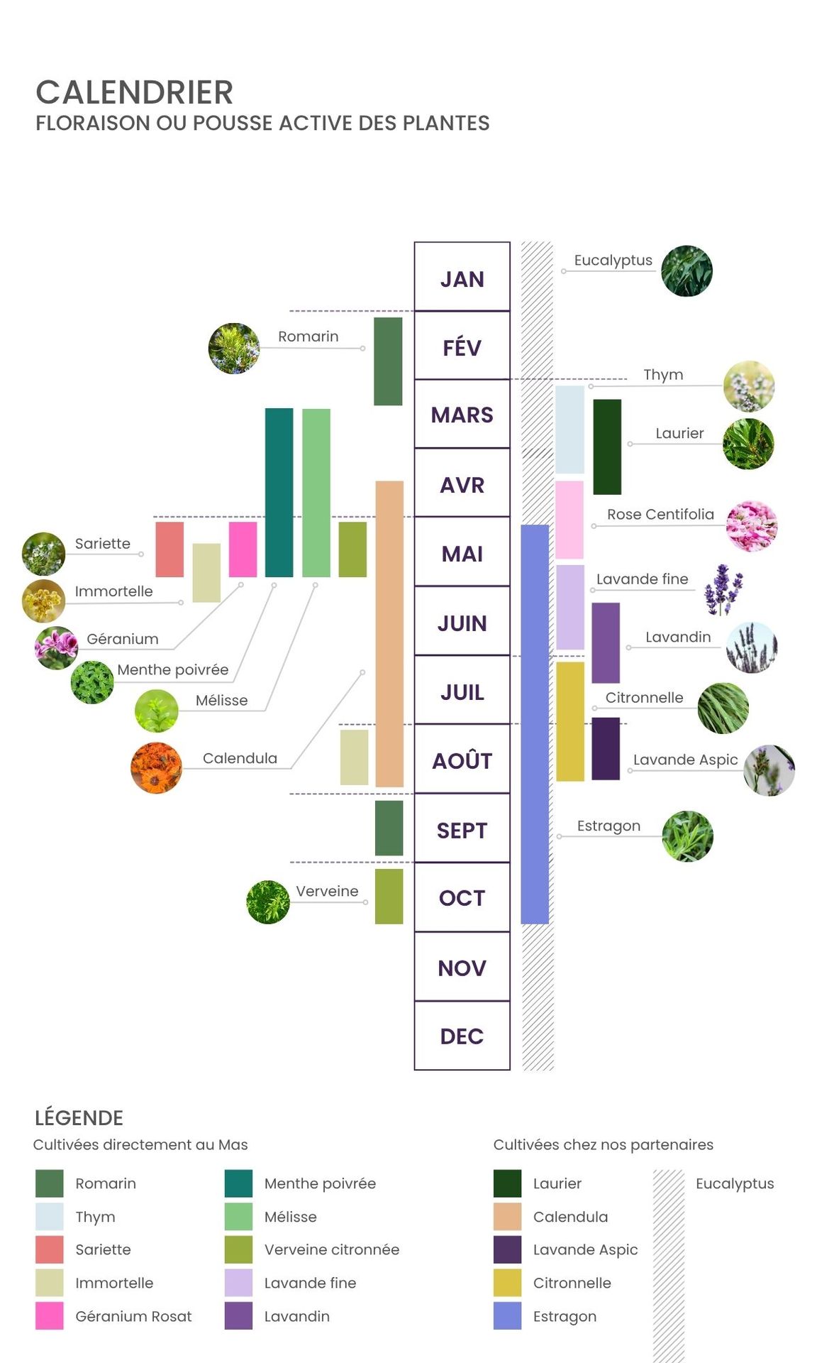 calendrier-floraison