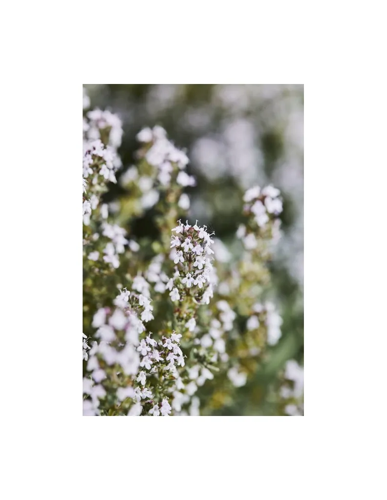 thym-de-provence-bio-fleur un mas en provence.webp