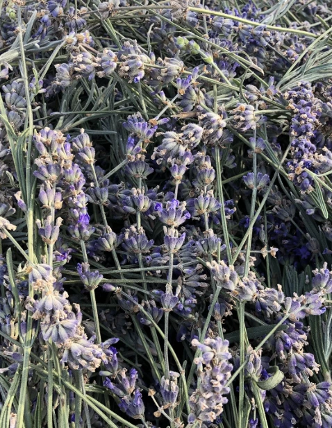 un MAS en PROVENCE Lavande Gael.webp