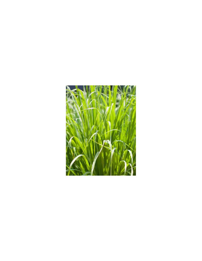 citronnelle-plante un mas en provence.webp