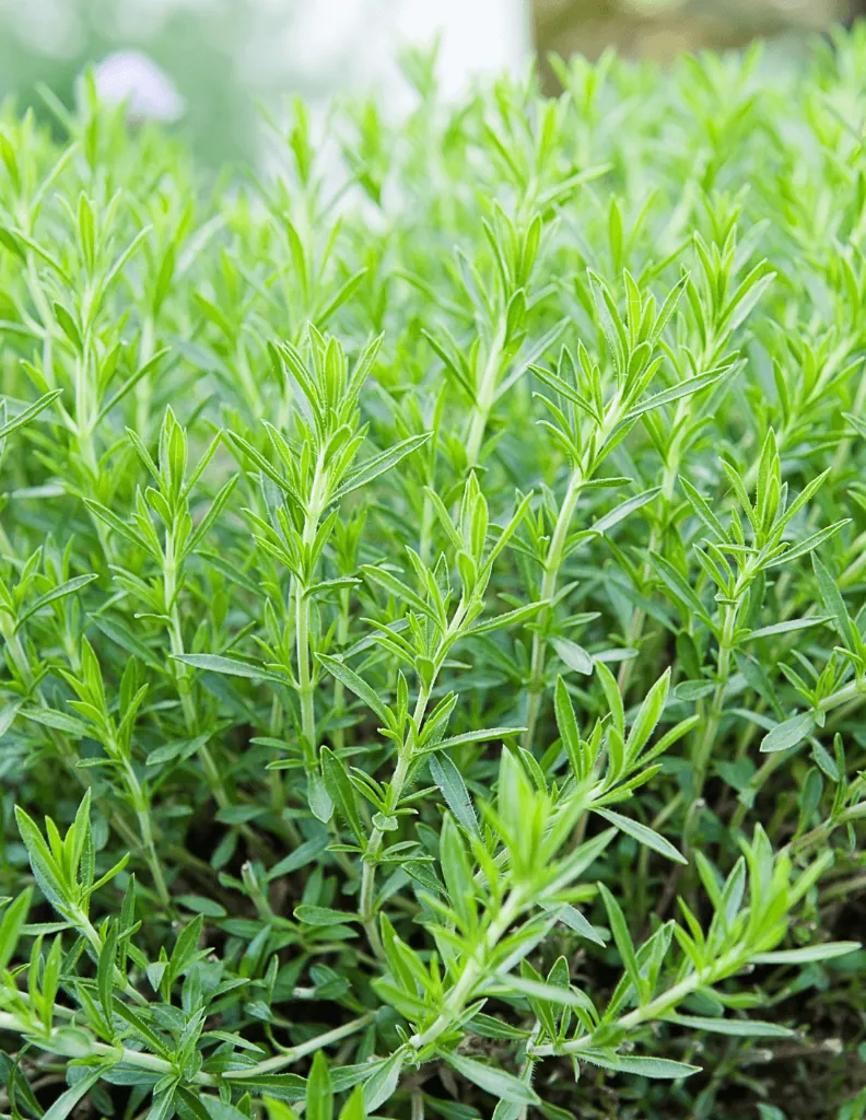 estragon-plante un mas en provence.webp