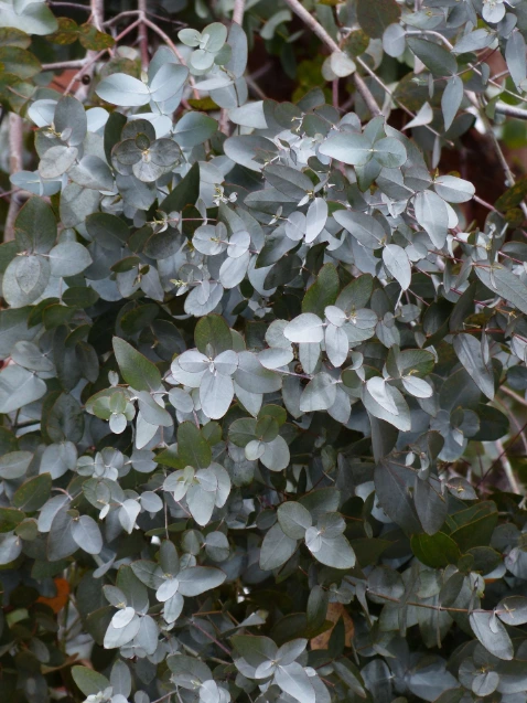 eucalyptus-globulus-bio-5-ml-huile-essentielle (1).webp