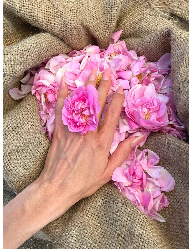 rose-de-mai-un mas en provence.webp