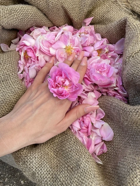 rose-de-mai-un mas en provence.webp