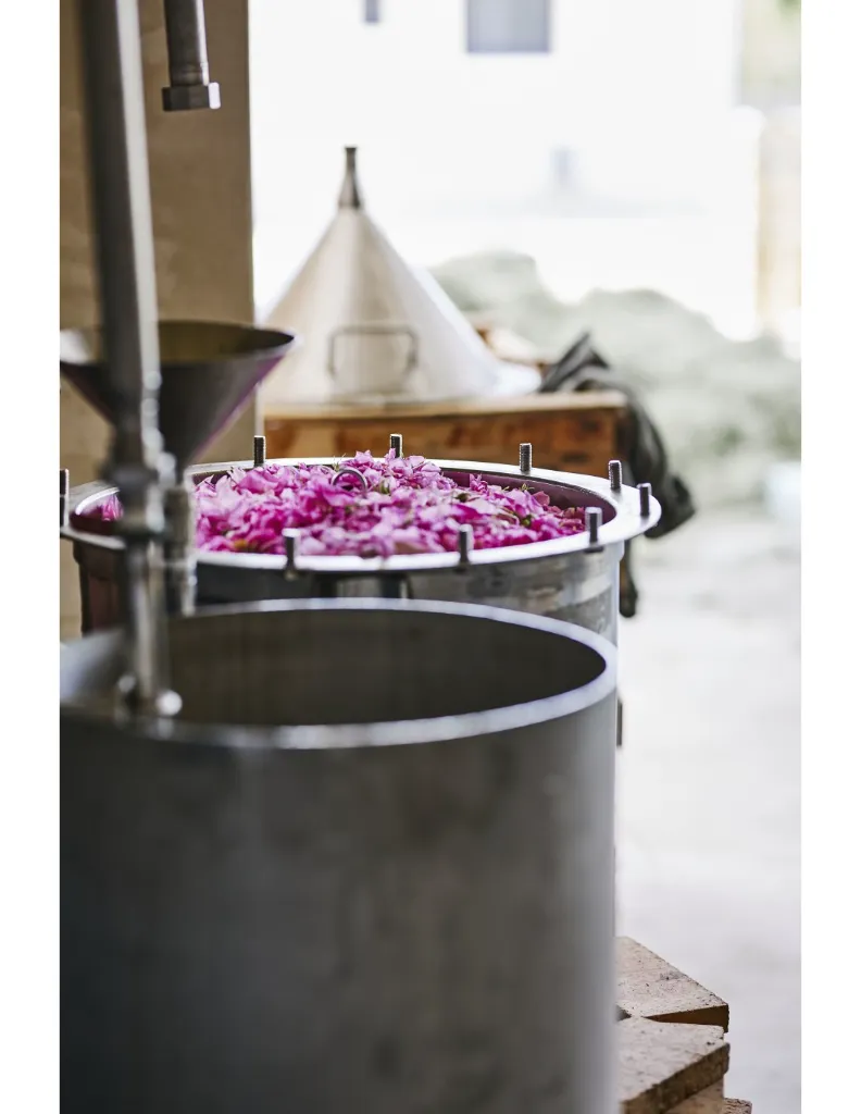 eau-florale-rose-de-mai-distillation.webp