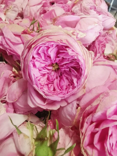 eau-florale-rose-de-mai-distillation.webp