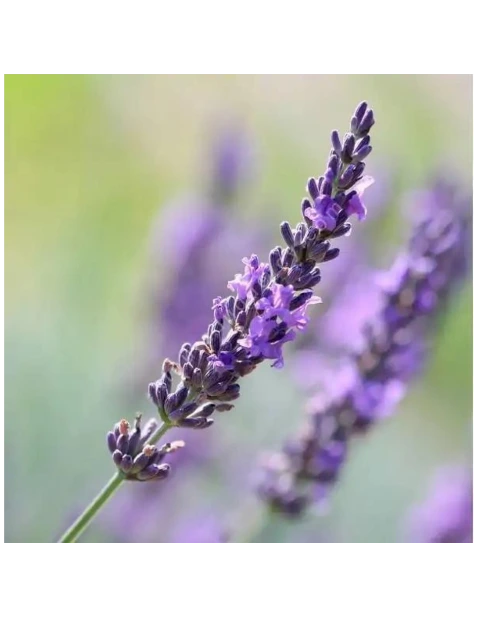 bougie-naturelle-lavandin-90g.webp