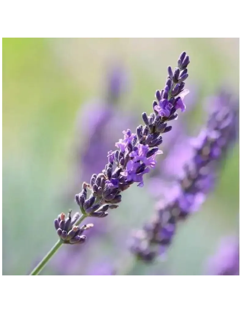 Fleur lavandin un mas en provence.webp