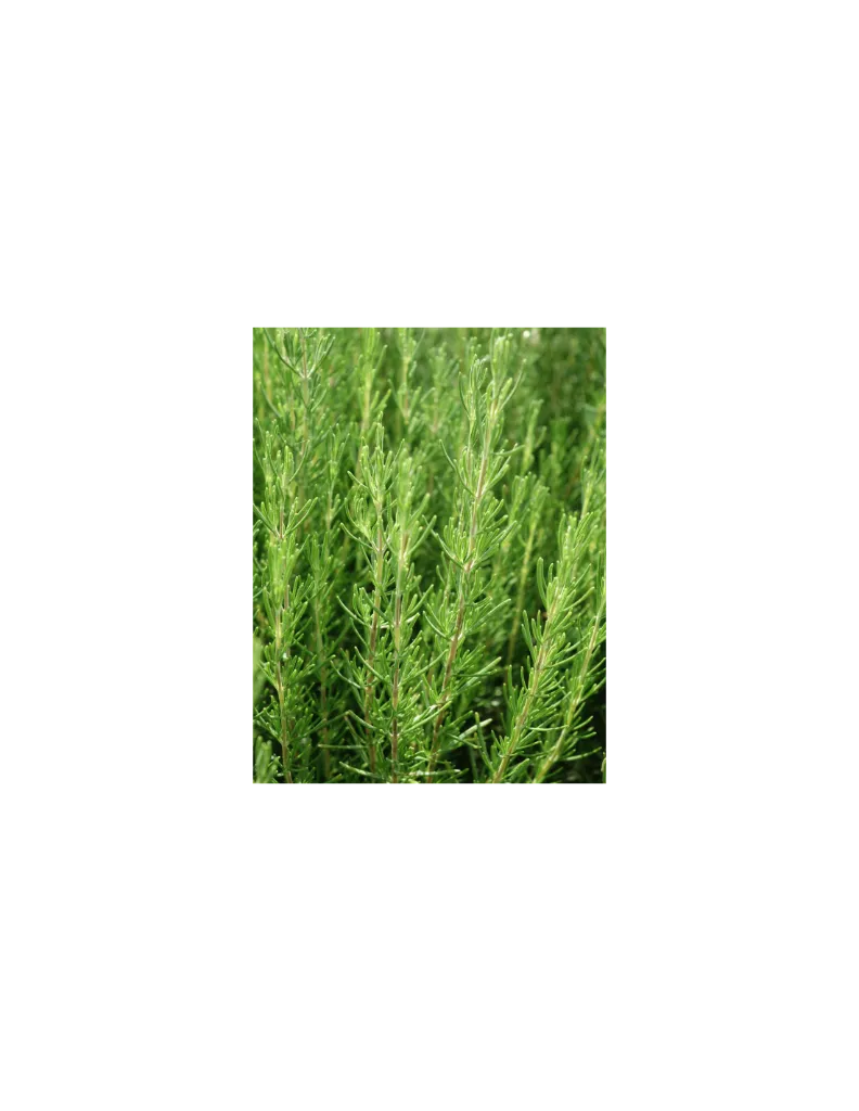 romarin-verbenone-plante un mas en provence.webp