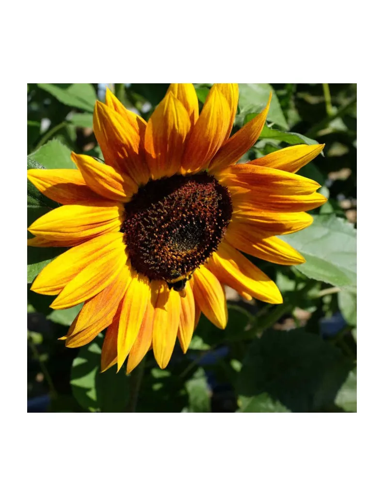 Tournesol un mas en provence.webp