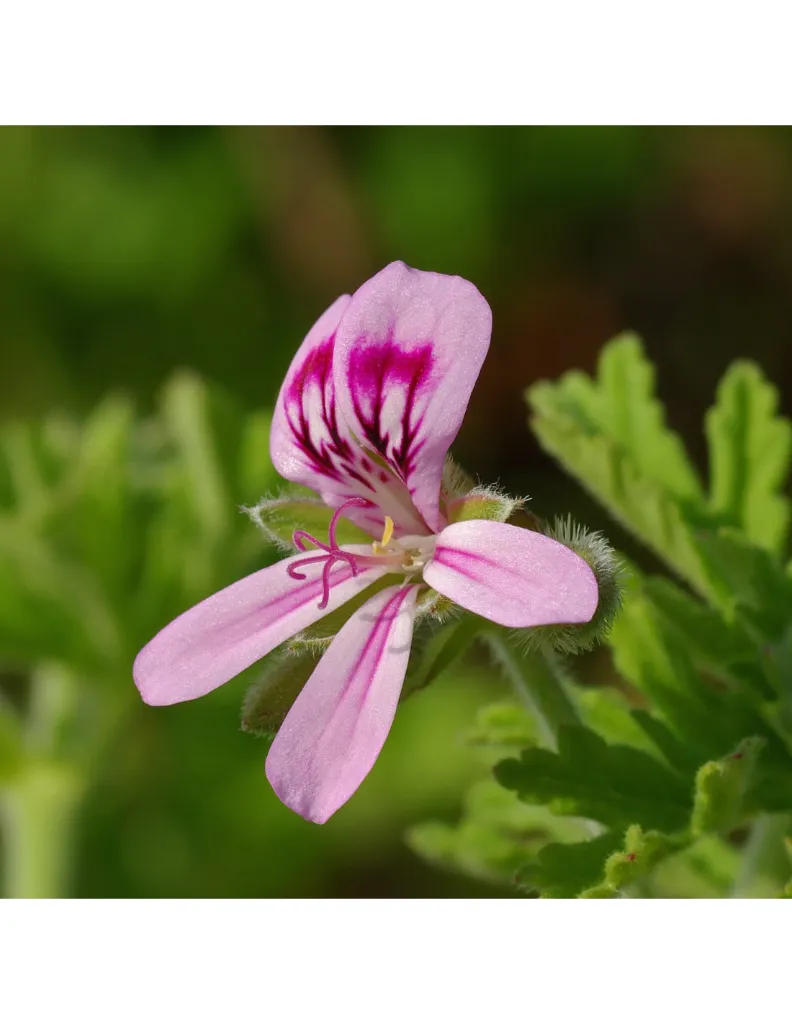 geranium-rosat-fleur un mas en provence.webp
