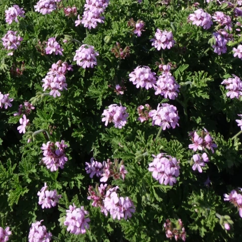geranium-rosat-fleur un mas en provence.webp