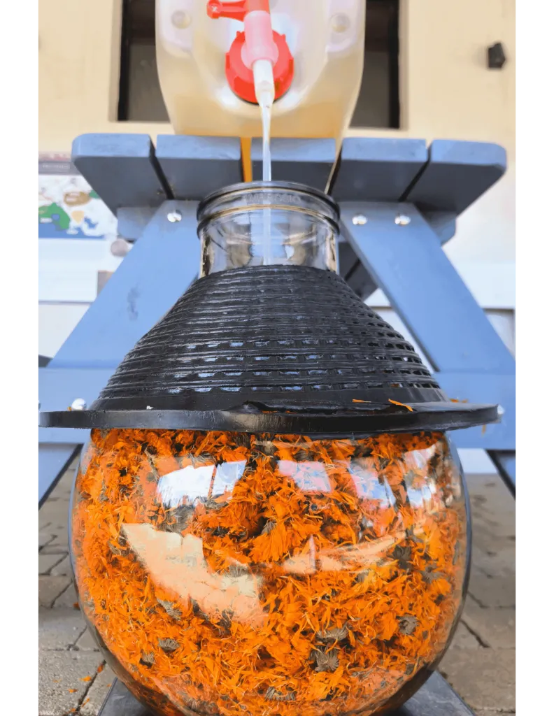 macerat-huileux-calendula-bio un mas en provence.webp