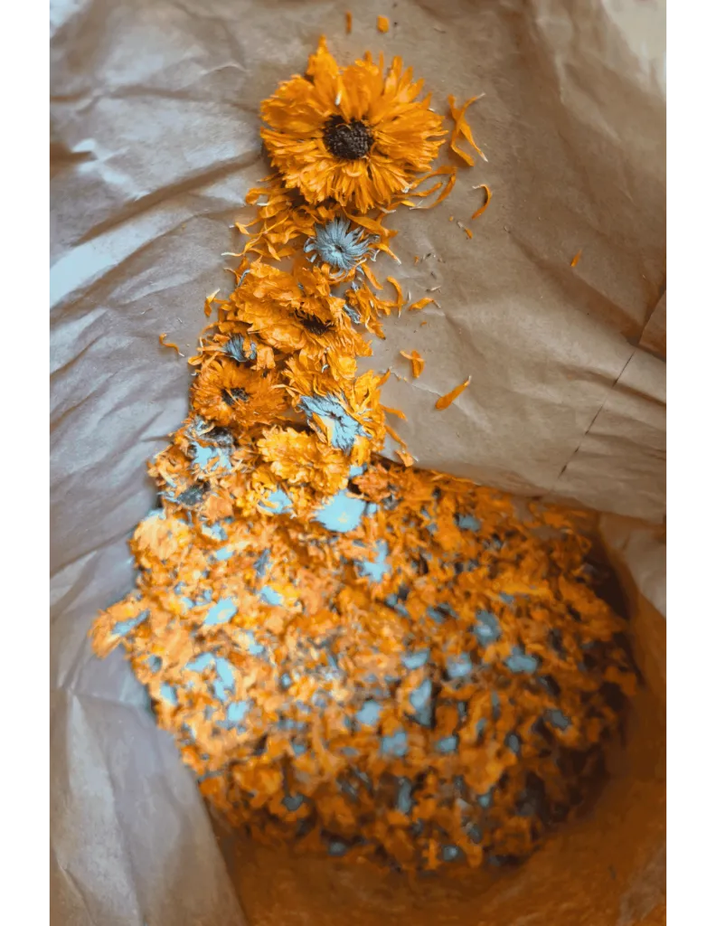 Fleur de calendula un mas en provence.webp