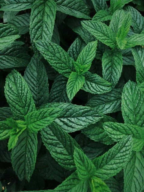 hydrolat-menthe-poivree-200-ml (1).webp