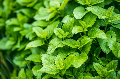 menthe-poivree-plante.webp