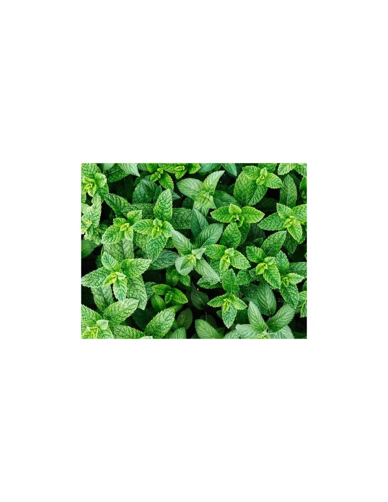 menthe-poivree-plante.webp