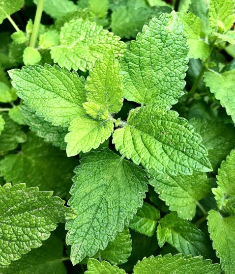 menthe-poivree-5-ml-huile-essentielle.webp