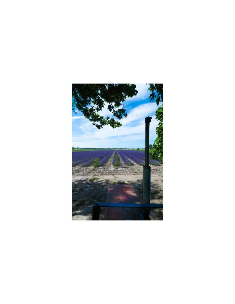 un MAS en PROVENCE Champs Lavandin Lavande.webp