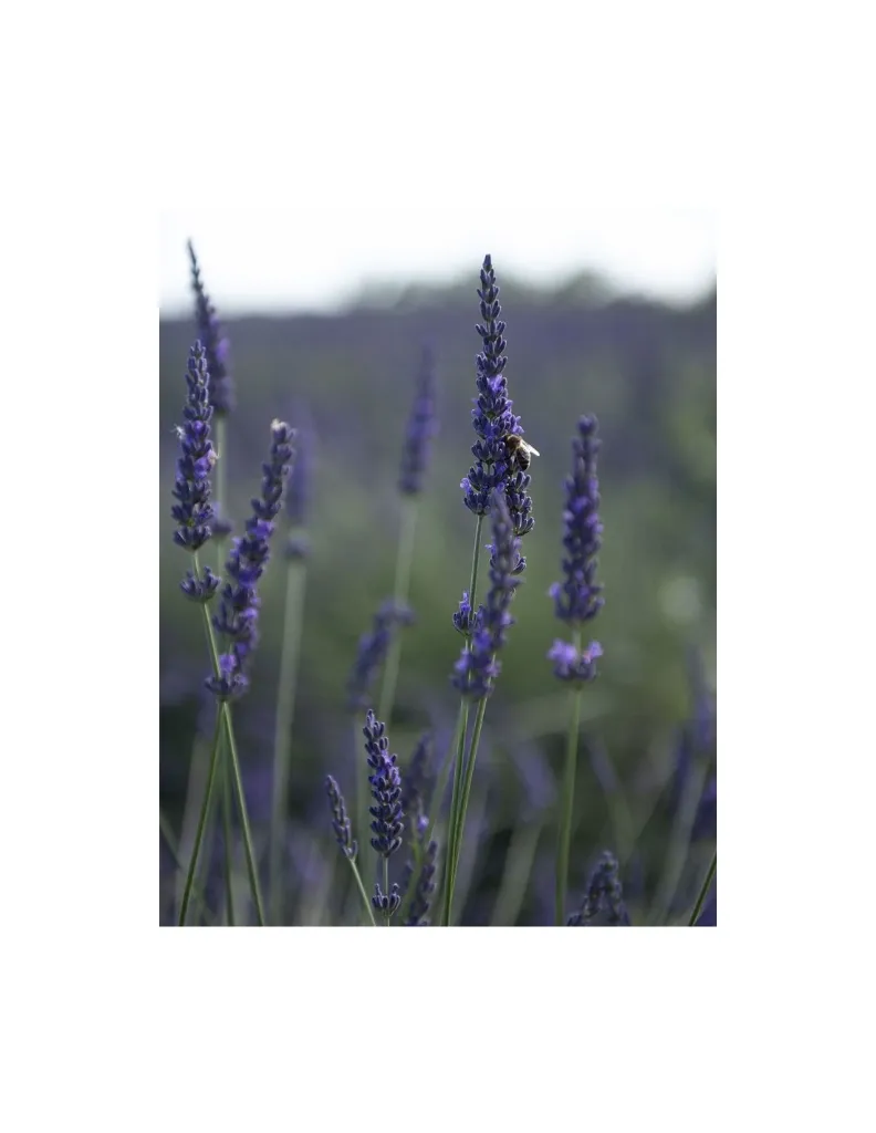 Lavandin Abeille un MAS en PROVENCE lavande.webp
