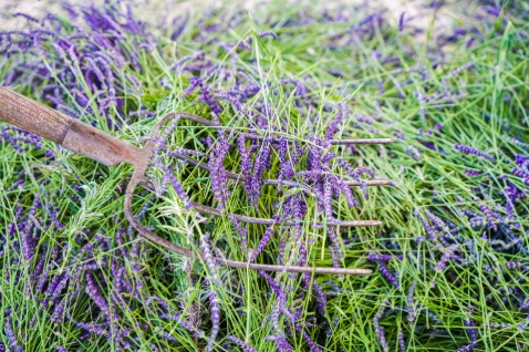 un MAS en PROVENCE Alambic Gael Lavandin Lavande.webp