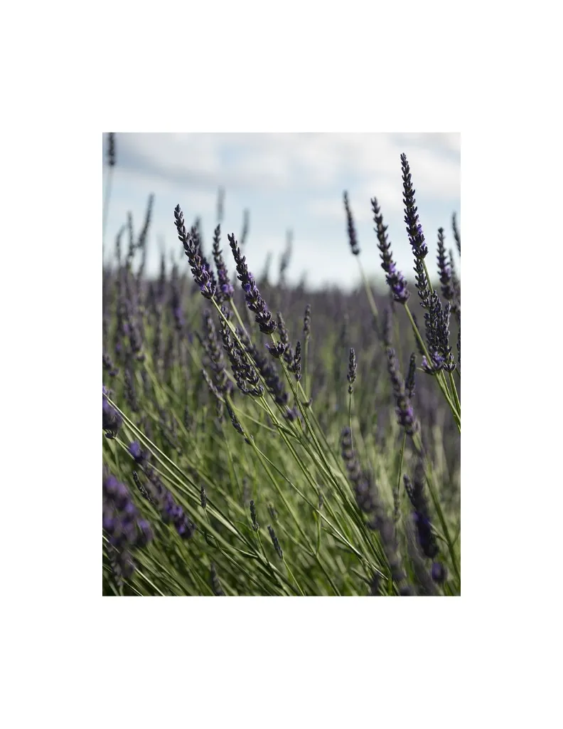 un MAS en PROVENCE Lavandin Lavande.webp