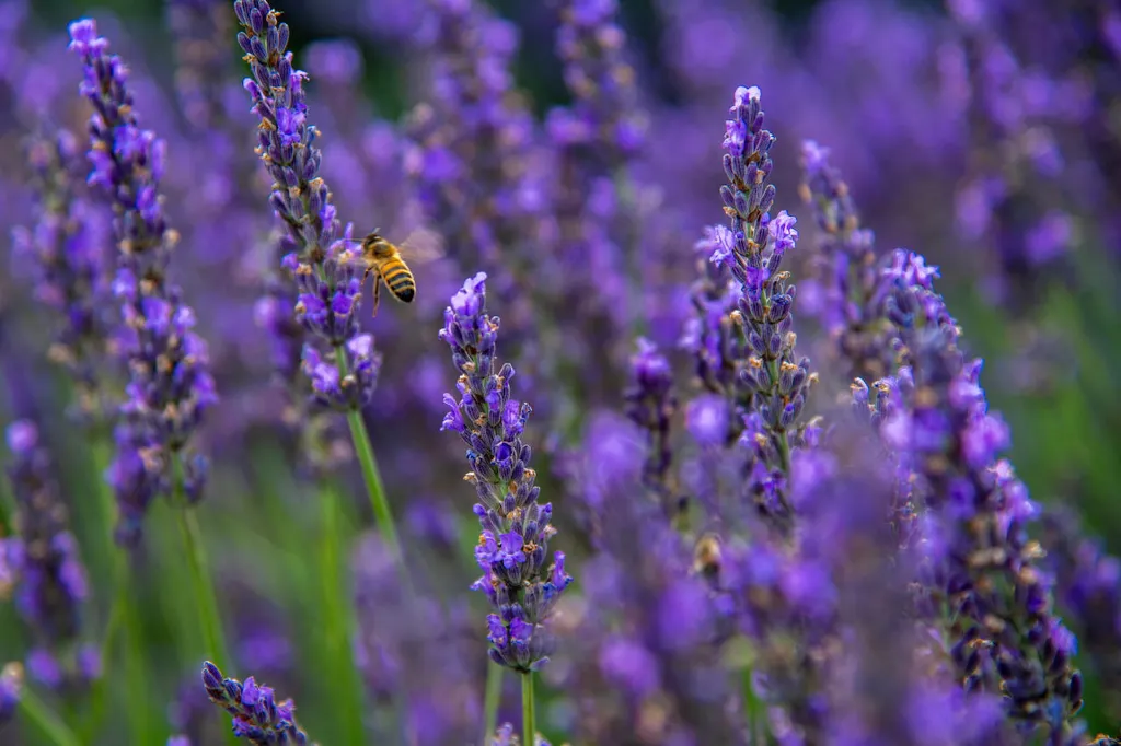 champs-lavande-biodiversité-naturel-mas-en-provence.webp
