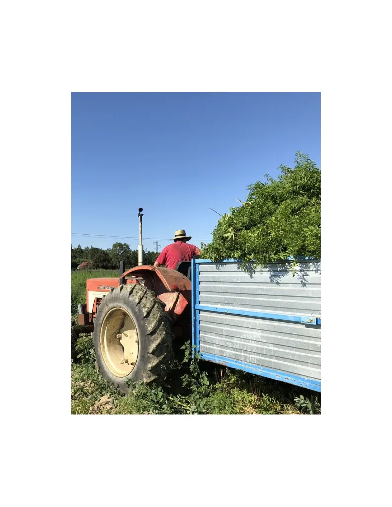 verveine-citronnee-bio-5-ml-huile-essentielle Récolte.webp