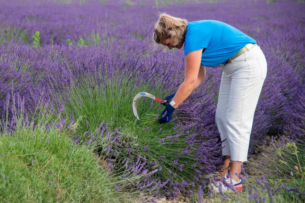 cueillette-lavande-bio-provence-mas-en-provence.webp