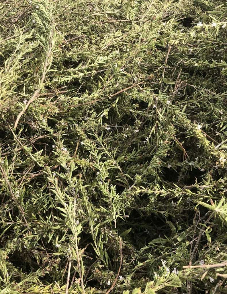 sarriette-des-montagnes-plante un mas en provence.webp