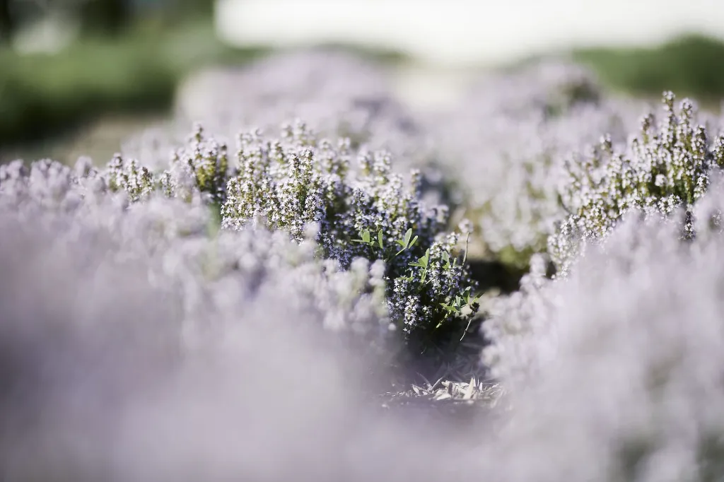 thym-floraison.webp