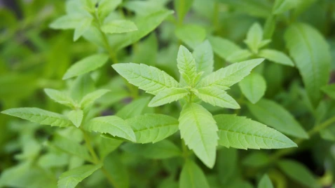 verveine-vecteur.webp