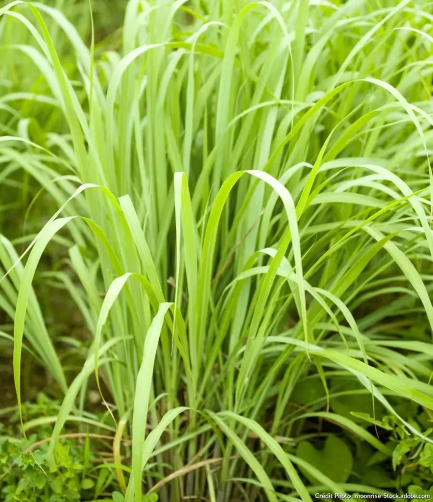 citronnelle.webp