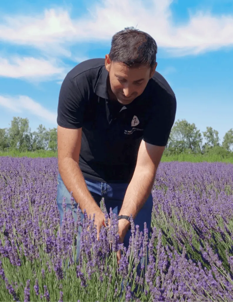 Lavande un MAS en PROVENCE Gael.webp