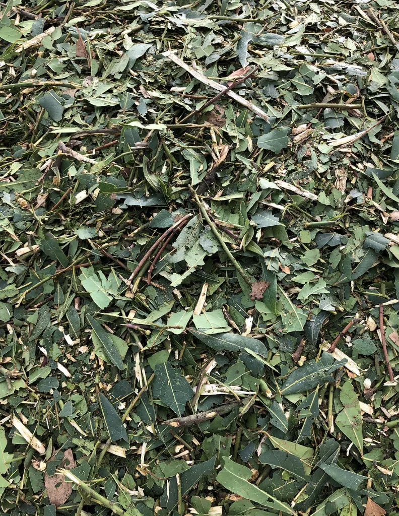 laurier-noble-feuilles un mas en provence.webp