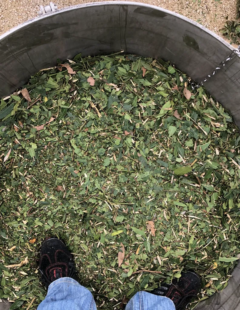 laurier-noble-bio-distillation un mas en provence.webp