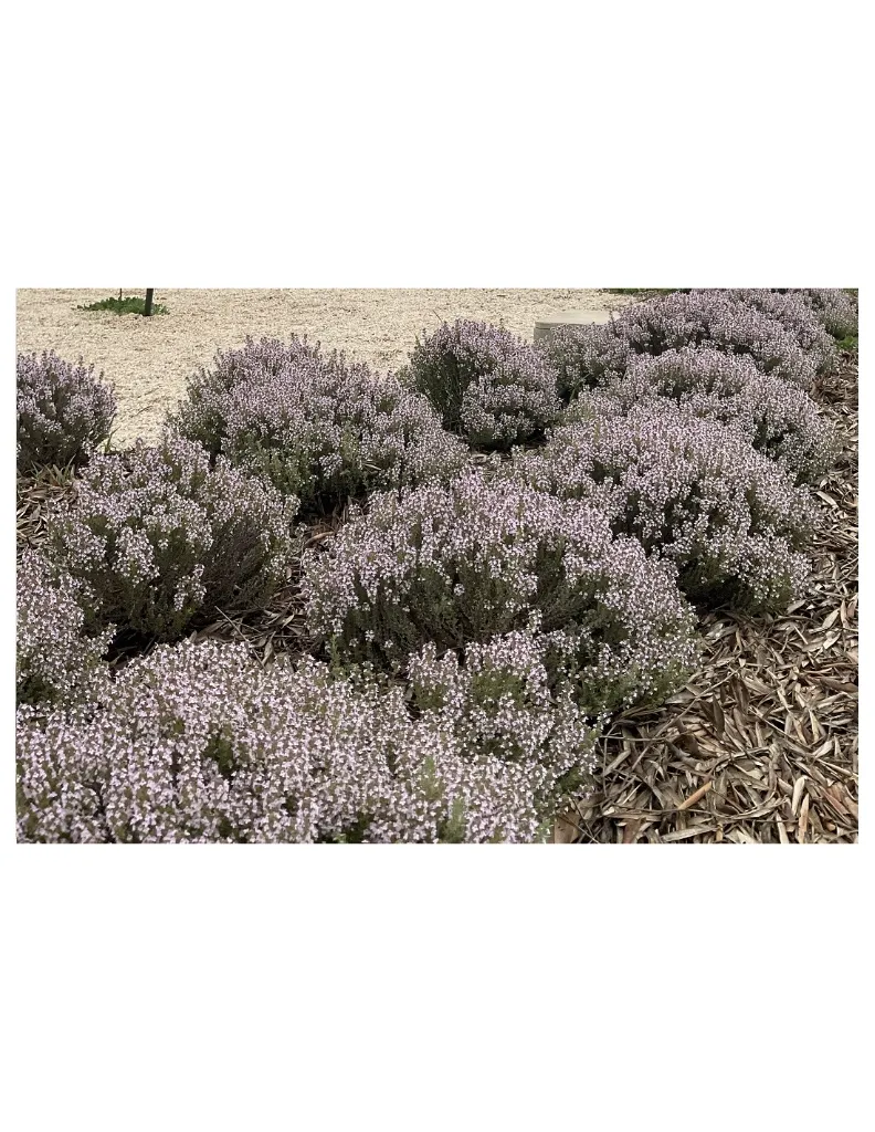 thym-thujanol-en fleur plante un mas en provence.webp