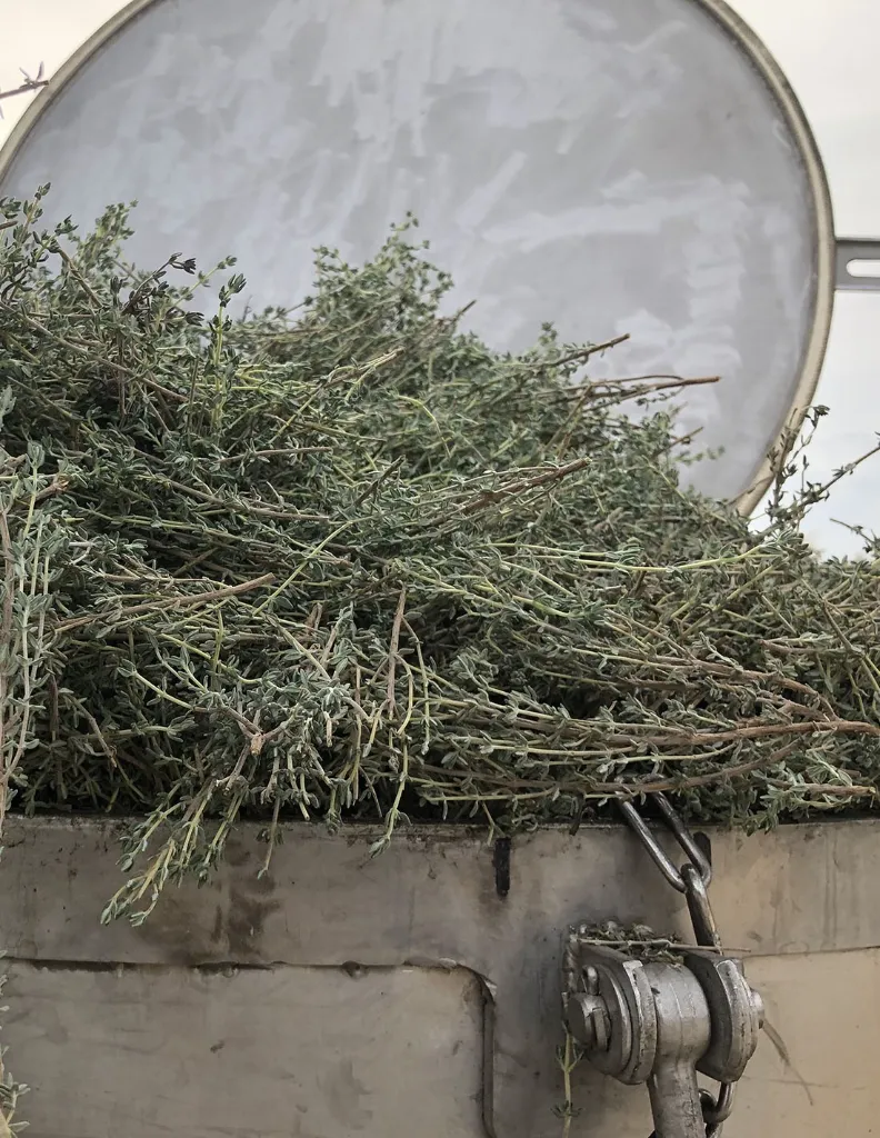 thym-thujanol-un mas en provence distillation.webp