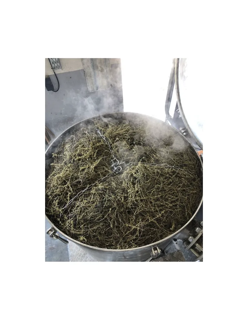 thym-thujanol-un mas en provence distillation alambic.webp