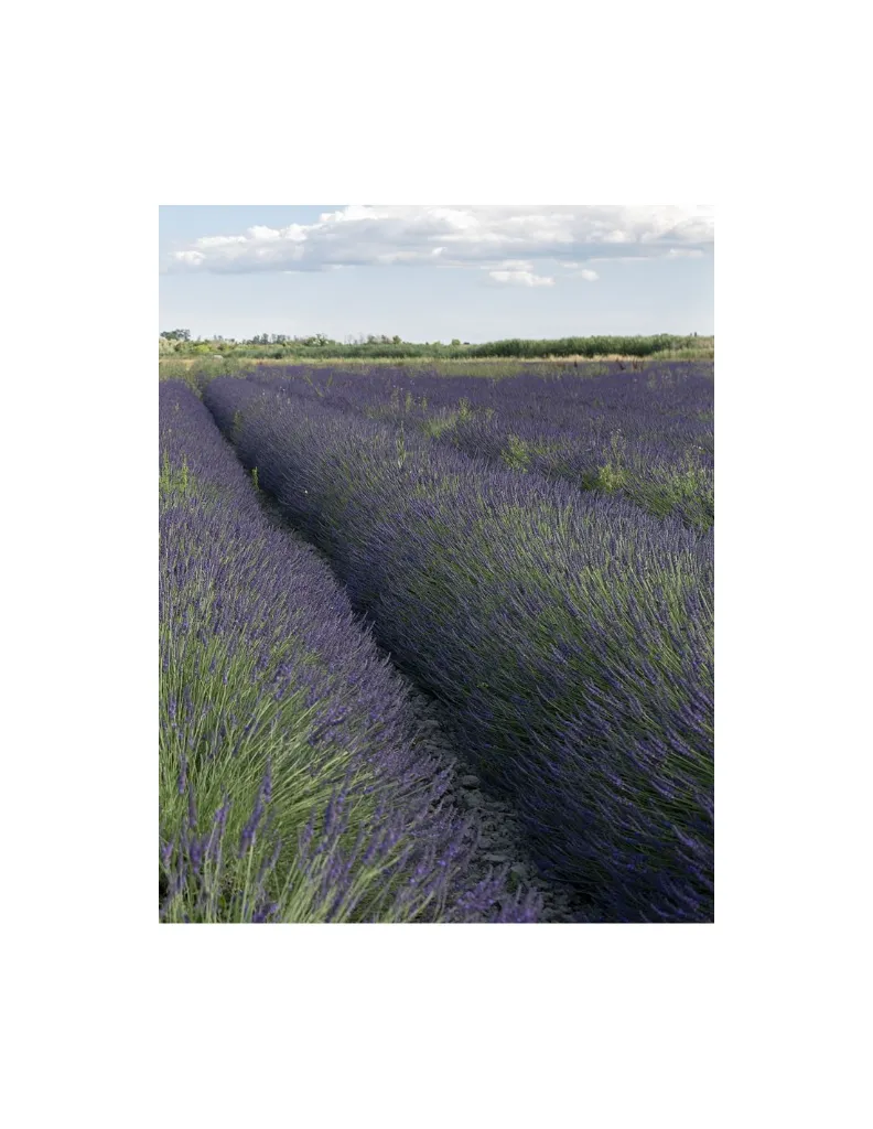 un MAS en PROVENCE Lavandin lavande (1).webp