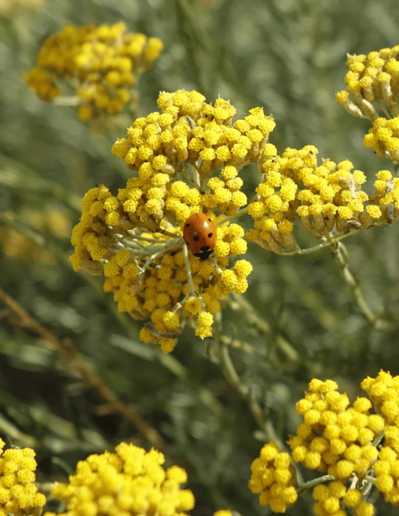 immortelle-bio-huile-essentielle-5-ml Fleur coccinelle.webp