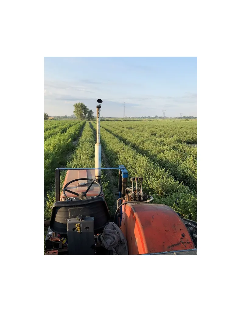 melisse-champs un mas en provence.webp