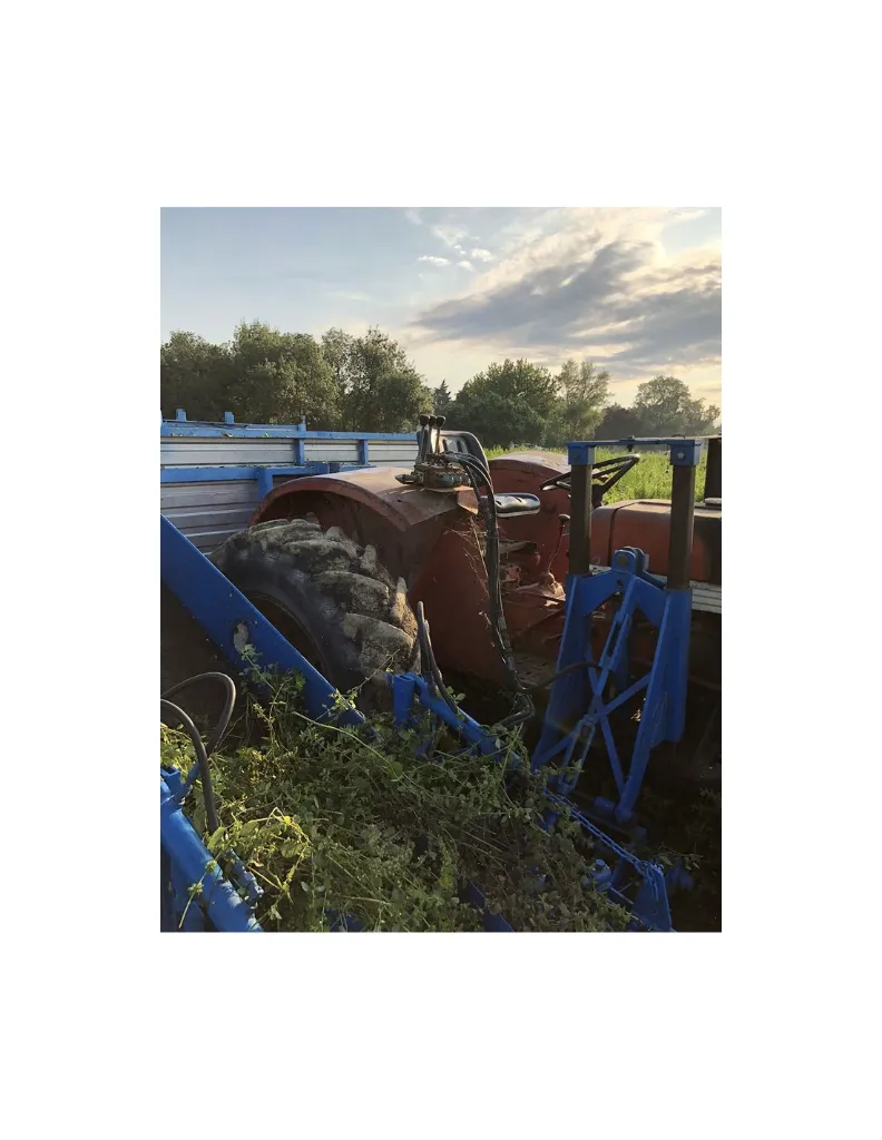 melisse un mas en provence recolte.webp