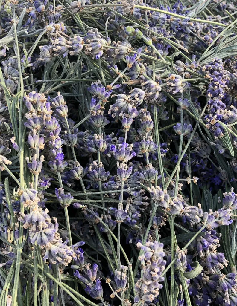 Fleur lavande fine un MAS en PROVENCE.webp