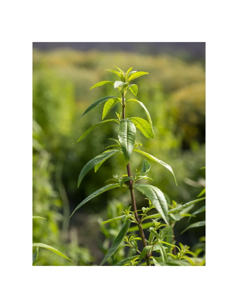 Verveine plante un mas en provence.webp