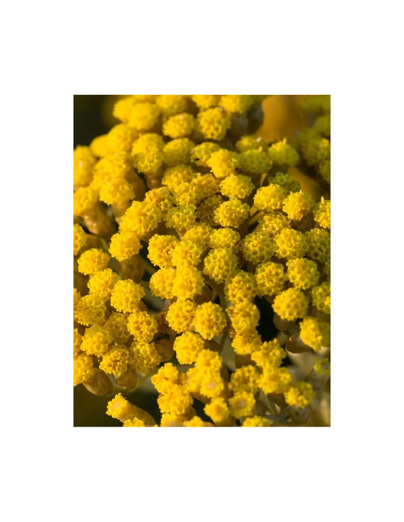 immortelle-fleurs un mas en provence.webp